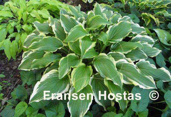 Hosta Star Light Star Bright